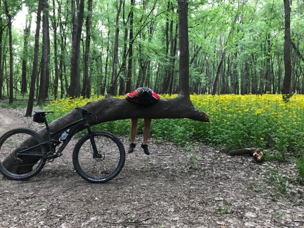 Bangert slumped over tree